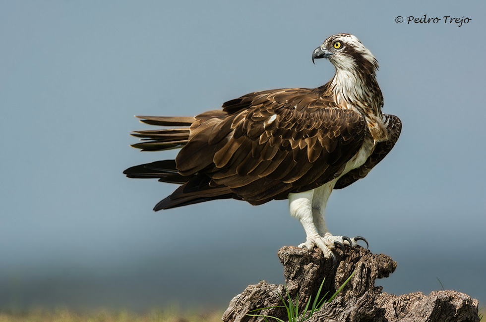 Aguila pescadora (Pandion haliaetus)